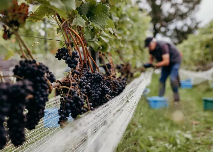 Parcpod Kapelkeshof Grashoek